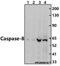 Caspase-8 (S347) polyclonal antibody - Figure 1 of 1