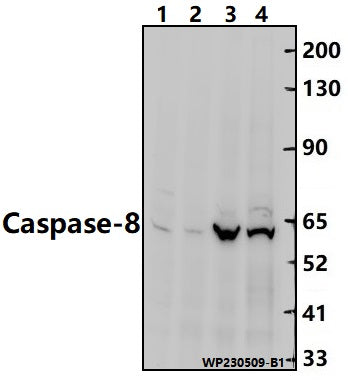 Caspase-8 (S347) polyclonal antibody - Figure 1 of 1