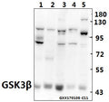 Western blot (WB) analysis of GSK3β (S2) polyclonal antibody at 1:500 dilution
Lane1:H9C2 whole cell lysate(40ug)
Lane2:CT26 whole cell lysate(40ug)
Lane3:COS-7 whole cell lysate(40ug)
Lane4:L02 whole cell lysate(40ug)
Lane5:HEK293T whole cell lysate(40ug)