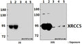 Western blot (WB) analysis of XRCC5 (D708) pAb at 1:2000 dilution
Lane1:MCF-7 whole cell lysate(40ug)
Lane2:HCT116 whole cell lysate(40ug)
Lane3:C6 whole cell lysate(40ug)
Lane4:MEF whole cell lysate(40ug)
Lane5:The Brain tissue lysate of Mouse(40ug)