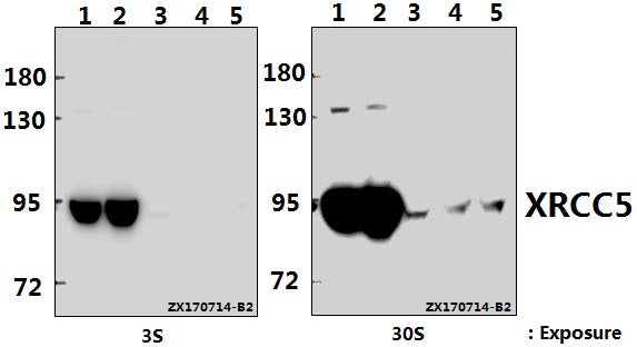 Western blot (WB) analysis of XRCC5 (D708) pAb at 1:2000 dilution
Lane1:MCF-7 whole cell lysate(40ug)
Lane2:HCT116 whole cell lysate(40ug)
Lane3:C6 whole cell lysate(40ug)
Lane4:MEF whole cell lysate(40ug)
Lane5:The Brain tissue lysate of Mouse(40ug)