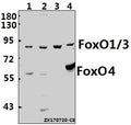 Western blot (WB) analysis of FoxO1/3/4 (P18) pAb at 1:500 dilution
Lane1:HepG2 whole cell lysate(40ug)
Lane2:A549 whole cell lysate(40ug)
Lane3:PC12 whole cell lysate(40ug)
Lane4:AML-12 whole cell lysate(40ug)