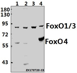Western blot (WB) analysis of FoxO1/3/4 (P18) pAb at 1:500 dilution
Lane1:HepG2 whole cell lysate(40ug)
Lane2:A549 whole cell lysate(40ug)
Lane3:PC12 whole cell lysate(40ug)
Lane4:AML-12 whole cell lysate(40ug)