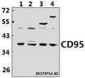 Western blot (WB) analysis of CD95 (L315) pAb at 1:500 dilution
Lane1:Jurkat whole cell lysate(40ug)
Lane2:K562 whole cell lysate(40ug)
Lane3:H9C2 whole cell lysate(40ug)
Lane4:SP2/0 whole cell lysate(40ug)