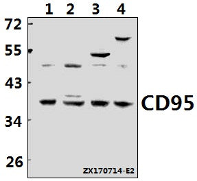Western blot (WB) analysis of CD95 (L315) pAb at 1:500 dilution
Lane1:Jurkat whole cell lysate(40ug)
Lane2:K562 whole cell lysate(40ug)
Lane3:H9C2 whole cell lysate(40ug)
Lane4:SP2/0 whole cell lysate(40ug)