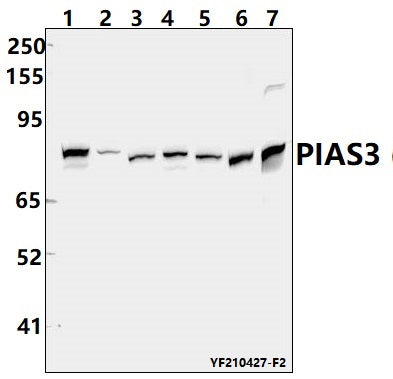 PIAS3 (F25) polyclonal antibody - Figure 1 of 1
