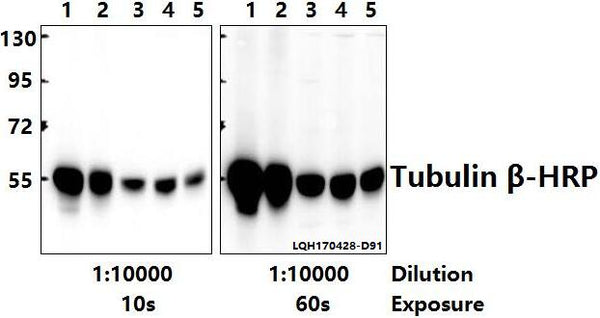 Western blot (WB) analysis of Tubulin β (4D9) monoclonal antibody-HRP at 1:10000 dilution
Lane1:The Brain tissue lysate of Rat(10ug)
Lane2:The Brain tissue lysate of Mouse(10ug)
Lane3:PC12 whole cell lysate(10ug)
Lane4:BV2 whole cell lysate(10ug)
Lane5:A549 whole cell lysate(10ug)