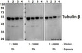 Western blot (WB) analysis of Tubulin β (4D9) mAb at 1:5000/1:10000/1:20000 dilution
Lane1:L02 whole cell lysate(20ug)
Lane2:NIH-3T3 whole cell lysate(20ug)
Lane3:PC12 whole cell lysate(20ug)
Lane4:The Kidney tissue lysate of Mouse(20ug)