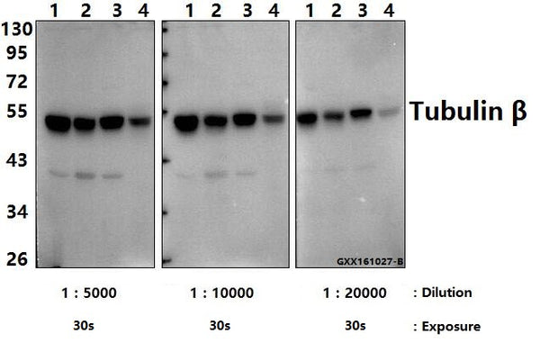 Western blot (WB) analysis of Tubulin β (4D9) mAb at 1:5000/1:10000/1:20000 dilution
Lane1:L02 whole cell lysate(20ug)
Lane2:NIH-3T3 whole cell lysate(20ug)
Lane3:PC12 whole cell lysate(20ug)
Lane4:The Kidney tissue lysate of Mouse(20ug)