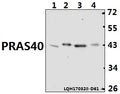Western blot (WB) analysis of PRAS40 (P240) polyclonal antibody at 1:500 dilution                                                                                                                                                                                                                                                                                                                                                                                        Lane1:H9C2 whole cell lysate(40ug)
Lane2:L0