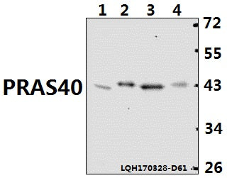Western blot (WB) analysis of PRAS40 (P240) polyclonal antibody at 1:500 dilution                                                                                                                                                                                                                                                                                                                                                                                        Lane1:H9C2 whole cell lysate(40ug)
Lane2:L0