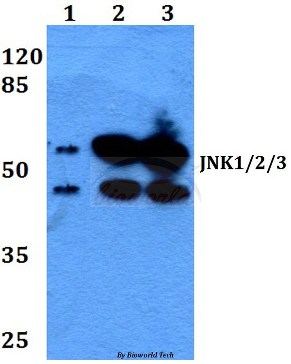 Western blot (WB) analysis of JNK1/2/3 (P184) polyclonal antibody at 1:500 dilution
Lane1:HEK293T whole cell lysate
Lane2:Raw264.7 whole cell lysate
Lane3:H9C2 whole cell lysate