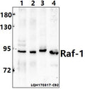 Western blot (WB) analysis of Raf-1 (S291) polyclonal antibody at 1:500 dilution                                                                                                                                                                                                                                                                                                                                                                                        Lane1:MEF whole cell lysate(40ug)
Lane2:H9C2