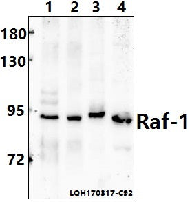 Western blot (WB) analysis of Raf-1 (S291) polyclonal antibody at 1:500 dilution                                                                                                                                                                                                                                                                                                                                                                                        Lane1:MEF whole cell lysate(40ug)
Lane2:H9C2
