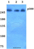 p300 (V6) polyclonal antibody – Figure 1 of 1