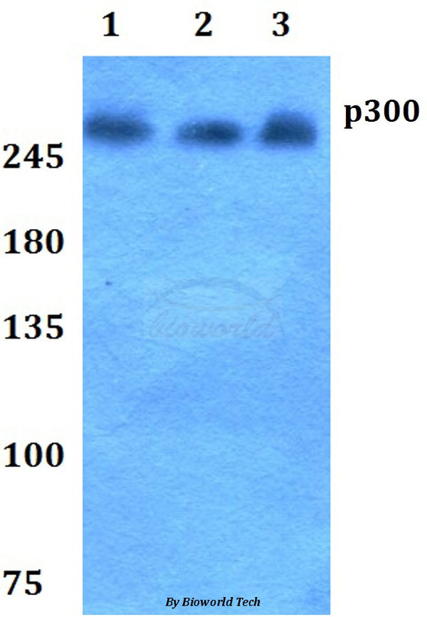 p300 (V6) polyclonal antibody – Figure 1 of 1