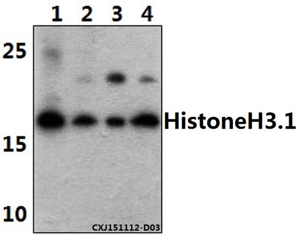 Western blot (WB) analysis of Histone H3 polyclonal antibody at 1:1000 dilution
Lane1:Hela whole cell lysate(40ug)
Lane2:HEK293T whole cell lysate(40ug)
Lane3:A549 whole cell lysate(40ug)
Lane4:CT-26 whole cell lysate(40ug)
Lane5:C6 whole cell lysate(40ug)