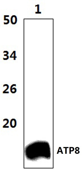 Western blot (WB) analysis of ATP8 polyclonal antibody at 1:1000 dilution
Lane1:The heart tissue lysate of Mouse (38μg)