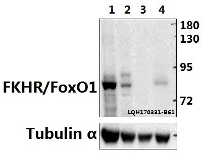 Western blot (WB) analysis of FKHR/FoxO1 (T323) polyclonal antibody at 1:500 dilution
Lane1:PC12 whole cell lysate(40ug)
Lane2:BV2 whole cell lysate(40ug)
Lane3:A549 whole cell lysate(40ug)
Lane4:HEK293T whole cell lysate(40ug)