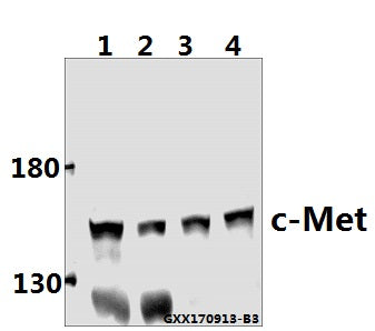 Western blot (WB) analysis of c-Met (E999) pAb at 1:500 dilution
Lane1:HEK293T whole cell lysate(40ug)
Lane2:A375 whole cell lysate(40ug)
Lane3:SGC7901 whole cell lysate(40ug)
Lane4:SK-OVCAR3 whole cell lysate(40ug)