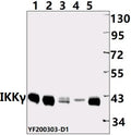 Western blot (WB) analysis of IKBKG pAb at 1:500 dilution
Lane1:MEF whole cell lysate(40ug)
Lane2:H9C2 whole cell lysate(40ug) 
Lane3:H1792 whole cell lysate(40ug)
Lane4:HEK293T  whole cell lysate(40ug)
Lane5:Panc1 whole cell lysate (40ug)
