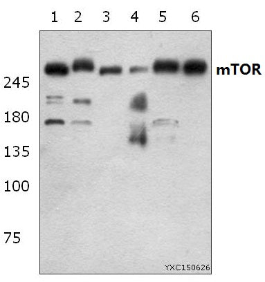 Western blot (WB) analysis of mTOR (S2442) at 1:500 dillution
Lane1:NIH-3T3 whole cell lysate(40μg)
Lane2:HEK293T whole cell lysate(40μg)
Lane3:H9C2 whole cell lysate(40μg)
Lane4:Hela whole cell lysate(40μg)
Lane5:MCF-7 whole cell lysate(40μg)
Lane6:HepG2 whole cell lysate(40μg)
