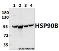 Western blot (WB) analysis of HSP90B (E222) pAb at 1:5000 dilution
Lane1:MCF-7 whole cell lysate(40ug)
Lane2:HEK293T whole cell lysate(40ug)
Lane3:The Testis tissue lysate of Mouse(40ug)
Lane4:The Testis tissue lysate of Rat(40ug)