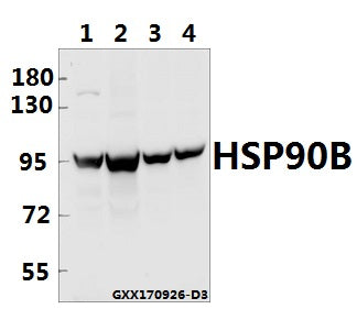 Western blot (WB) analysis of HSP90B (E222) pAb at 1:5000 dilution
Lane1:MCF-7 whole cell lysate(40ug)
Lane2:HEK293T whole cell lysate(40ug)
Lane3:The Testis tissue lysate of Mouse(40ug)
Lane4:The Testis tissue lysate of Rat(40ug)