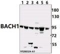 Western blot (WB) analysis of IKBKG pAb at 1:500 dilution
Lane1:The lung tissue lysate of Mouse(40ug)
Lane2:Aml-12 whole cell lysate(40ug)
Lane3:PMVEC whole cell lysate(40ug)
Lane4:HEK293T whole cell lysate(40ug)
Lane5:Hela whole cell lysate (40ug)
Lane6:SHSY5Y whole cell lysate (40ug)