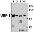 Western blot (WB) analysis of UBF-1 (E536) pAb at 1:500 dilution
Lane1:L02 whole cell lysate(40ug)
Lane2:H9C2 whole cell lysate(20ug)
Lane3:AML-12 whole cell lysate(20ug)
Lane4:A549 whole cell lysate(20ug)