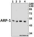 Western blot (WB) analysis of ARP-1 (T7) pAb at 1:500 dilution
Lane1:MCF-7 whole cell lysate(40ug)
Lane2:HEK293T whole cell lysate(20ug)
Lane3:H9C2 whole cell lysate(20ug)
Lane4:MEF whole cell lysate(40ug)