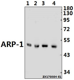 Western blot (WB) analysis of ARP-1 (T7) pAb at 1:500 dilution
Lane1:MCF-7 whole cell lysate(40ug)
Lane2:HEK293T whole cell lysate(20ug)
Lane3:H9C2 whole cell lysate(20ug)
Lane4:MEF whole cell lysate(40ug)