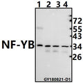 Western blot (WB) analysis of NF-YB (Q30)  pAb at 1:500 dilution
Lane1:The Brain tissue lysate of Rat(40ug)
Lane2:SGC7901 whole cell lysate(40ug)
Lane3:A375 whole cell lysate(40ug)
Lane4:Panc1 whole cell lysate(40ug)