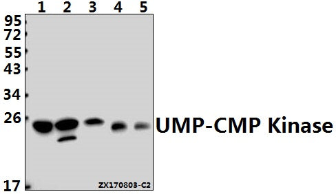 Western blot (WB) analysis of UMP-CMP Kinase (E36) pAb at 1:1000 dilution
Lane1:Hela whole cell lysate(40ug)
Lane2:H9C2 whole cell lysate(40ug)
Lane3:MEF whole cell lysate(40ug)
Lane4:A549 whole cell lysate(40ug)
Lane5:HEK293T whole cell lysate(40ug)