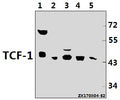 Western blot (WB) analysis of TCF-1 (F26) pAb at 1:500 dilution
Lane1:K562 whole cell lysate(40ug)
Lane2:A549 whole cell lysate(40ug)
Lane3:U-87MG whole cell lysate(40ug)
Lane4:C6 whole cell lysate(40ug)
Lane5:MEF whole cell lysate(40ug)
