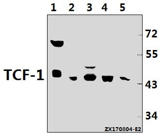 Western blot (WB) analysis of TCF-1 (F26) pAb at 1:500 dilution
Lane1:K562 whole cell lysate(40ug)
Lane2:A549 whole cell lysate(40ug)
Lane3:U-87MG whole cell lysate(40ug)
Lane4:C6 whole cell lysate(40ug)
Lane5:MEF whole cell lysate(40ug)