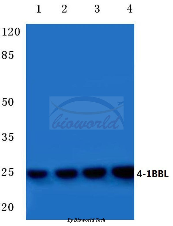 4-1BBL (R69) polyclonal antibody – Figure 1 of 1