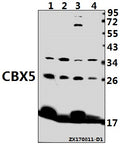 Western blot (WB) analysis of CBX5 (K69) pAb at 1:500 dilution
Lane1:MEF whole cell lysate(40ug)
Lane2:C6 whole cell lysate(40ug)
Lane3:K562 whole cell lysate(40ug)
Lane4:Hela whole cell lysate(40ug)