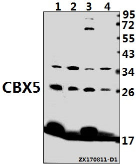Western blot (WB) analysis of CBX5 (K69) pAb at 1:500 dilution
Lane1:MEF whole cell lysate(40ug)
Lane2:C6 whole cell lysate(40ug)
Lane3:K562 whole cell lysate(40ug)
Lane4:Hela whole cell lysate(40ug)