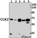 Western blot (WB) analysis of CLK2 (R15) pAb at 1:500 dilution
Lane1:C6 whole cell lysate(40ug)
Lane2:3T3-L1 whole cell lysate(40ug)
Lane3:HuT78 whole cell lysate(40ug)
Lane4:Hela whole cell lysate(30ug)
Lane5:A375 whole cell lysate(40ug)