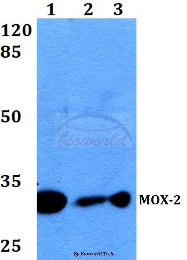 MOX-2 (N184) polyclonal antibody – Figure 1 of 1
