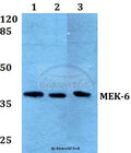 MEK-6 (Q3) polyclonal antibody – Figure 1 of 1