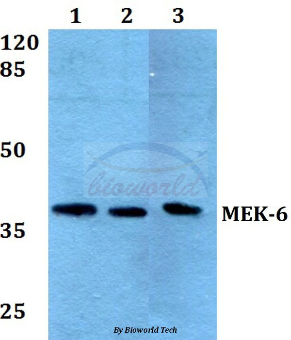 MEK-6 (Q3) polyclonal antibody – Figure 1 of 1