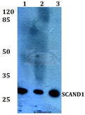 SCAND1 (E88) polyclonal antibody – Figure 1 of 1