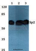 Sp2 (D512) polyclonal antibody – Figure 1 of 1