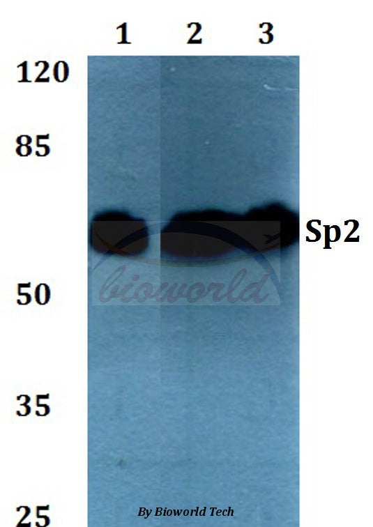 Sp2 (D512) polyclonal antibody – Figure 1 of 1