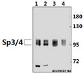 Western blot (WB) analysis of Sp3/4 (G659) pAb at 1:1000 dilution
Lane1:L02 whole cell lysate(20ug)
Lane2:MCF-7 whole cell lysate(20ug)
Lane3:H9C2 whole cell lysate(40ug)
Lane4:MEF whole cell lysate(40ug)