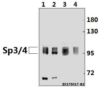 Western blot (WB) analysis of Sp3/4 (G659) pAb at 1:1000 dilution
Lane1:L02 whole cell lysate(20ug)
Lane2:MCF-7 whole cell lysate(20ug)
Lane3:H9C2 whole cell lysate(40ug)
Lane4:MEF whole cell lysate(40ug)