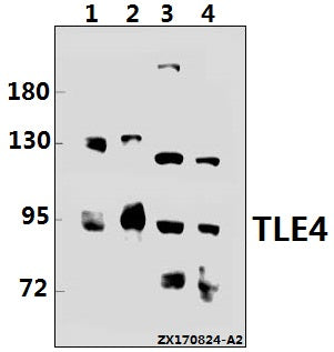 Western blot (WB) analysis of TLE4 (H190) pAb at 1:500 dilution
Lane1:U-87MG whole cell lysate(40ug)
Lane2:HEK293T whole cell lysate(10ug)
Lane3:The Testis tissue lysate of Mouse(40ug)
Lane4:The Testis tissue lysate of Rat(40ug)