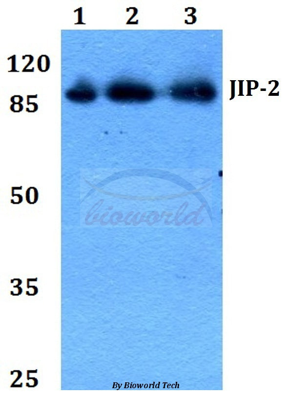JIP-2 (N601) polyclonal antibody – Figure 1 of 1